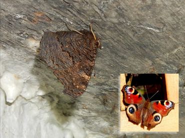 Dagpauwoog overwinterend en een inzetje met zoals je ze meestal ziet, van boven