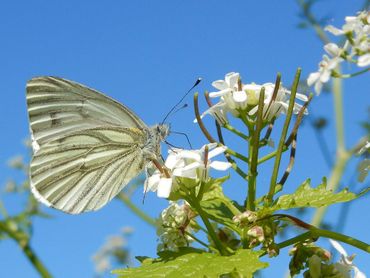 Ook 'gewone' soorten als dit klein geaderd witje, staan in de belangstelling van de veertigjarige Vlinderstichting