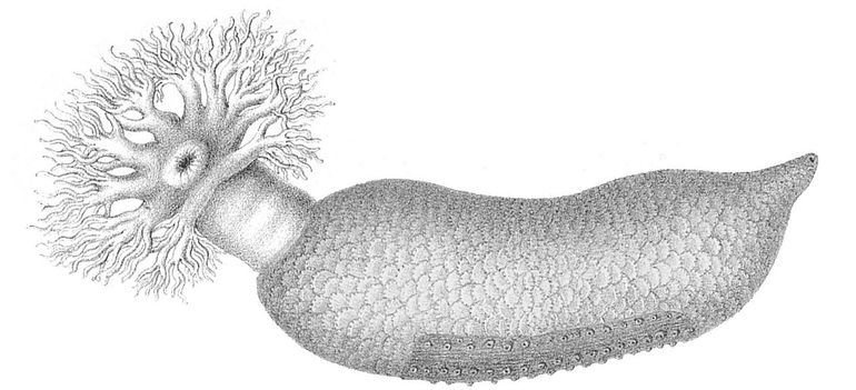 Ruim honderdvijftig jaar oude afbeelding van een zeekomkommer. Links de mond met daaromheen vertakte tentakels. Dit is de Blaasvormige zeekomkommer of Zeebuidel (Cucumaria frondosa), die nauw verwant is aan de nu nieuw aangetroffen soort