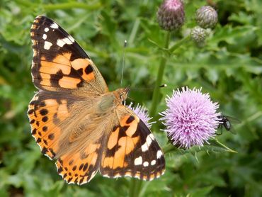 Distelvlinder op akkerdistel