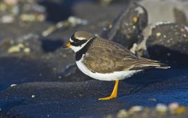 Charadrius hiaticula. Bontbekplevier