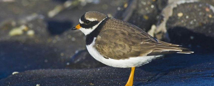 Charadrius hiaticula. Bontbekplevier