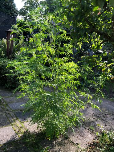 Grote alsemambrosiaplant tussen terrastegels direct onder een vogelvoederplaats