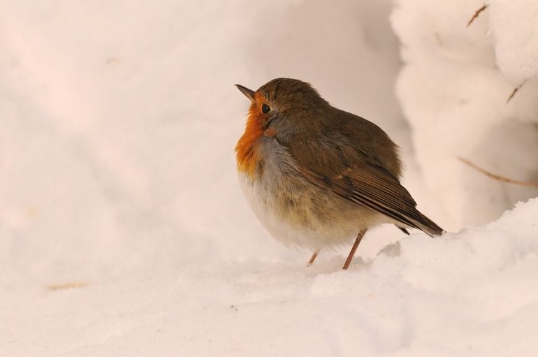 Roodborsten hebben het zwaar in koude winters