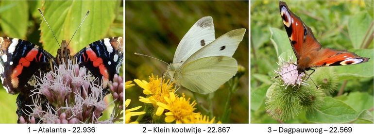 De drie meest getelde vlinders met de aantallen van 14-7 om 08.00 uur