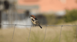 Roodkopklauwier in de Algarve
