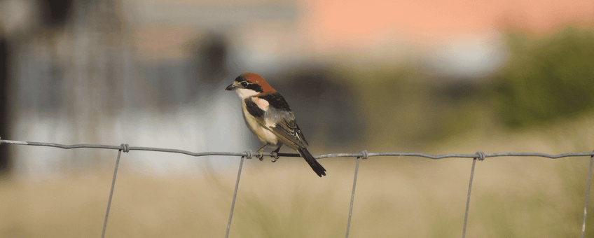 Roodkopklauwier in de Algarve