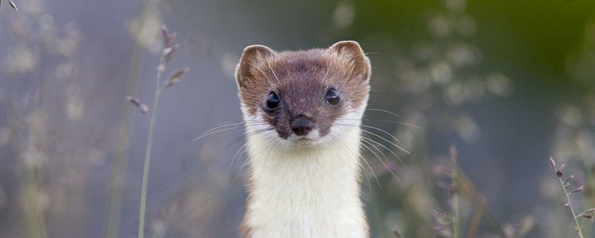 Mustela erminea. Hermelijn