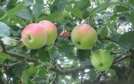 Zomerappels ras onbekend