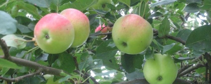 Zomerappels ras onbekend