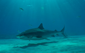 Jarrett Corke WWF-Canada Tiger shark