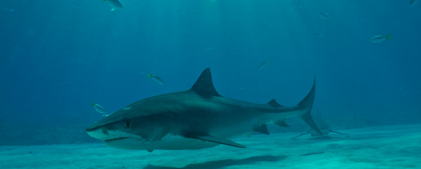 Tiger shark