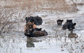 Galloways waden door het wassende water