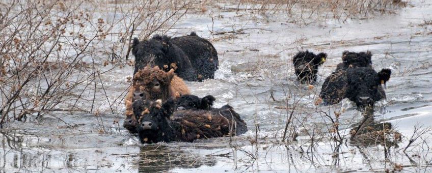 Galloways waden door het wassende water