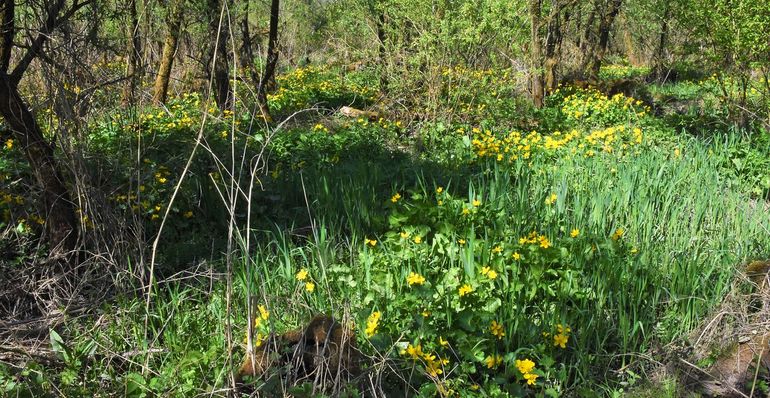 Spindotter is een gidssoort voor het Getijdeslakje. Daar waar Spindotterbloem talrijk is zijn de hoogste dichtheden van het Getijdeslakje aangetroffen. Overige plantensoorten die veelvuldig in dezelfde biotoop worden aangetroffen zijn onder andere Moeraskruiskruid, Gele lis, Moeraswalstro, Moerasvergeet-mij-nietje, Bittere veldkers en Sterrekroos