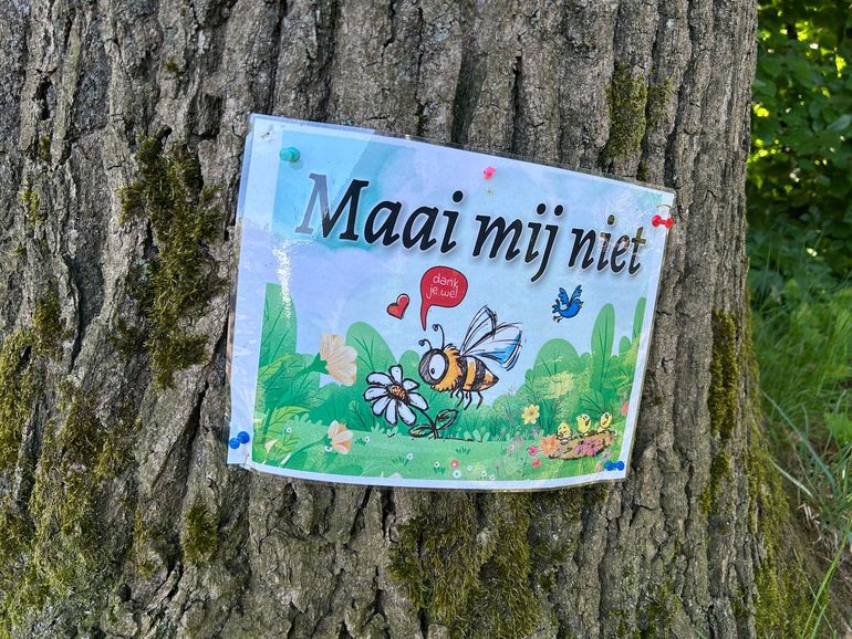 Minder maaien helpt ook wilde bijen en andere insecten