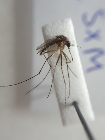 De Aedes taeniorhynchus, voor het eerst geregistreerd op Sint Maarten