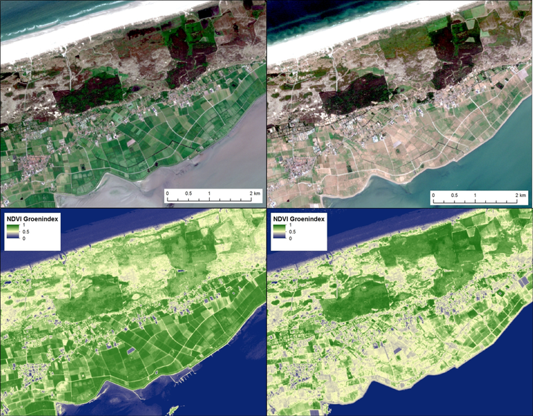 Satellietfoto’s en groenindexbeelden van Terschelling op 26 mei (links) en 15 juli (rechts). Duidelijk is te zien dat de graslanden grotendeels verdord zijn. Merk op dat oude kreekpatronen oplichten als groene dooraderingen in het grasland; hier is het watertekort minder nijpend dan in de rest van het grasland