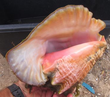 Queen Conch, adult