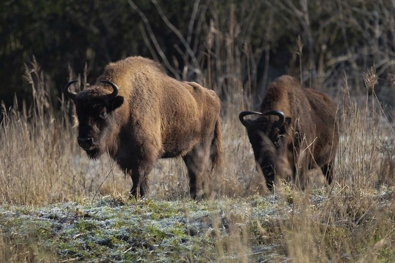 Zowel de mannetjes als de vrouwtjes van de wisent hebben hoorns