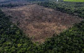 Marizilda Cruppe, WWF-UK Ontbossing in de Amazone