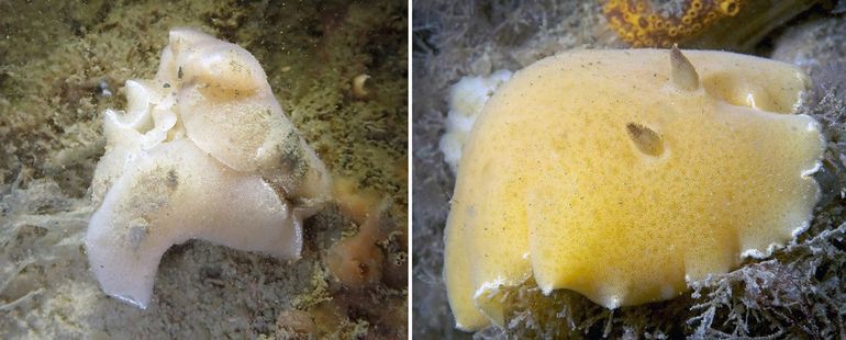 Satijnslakken kunnen meerdere kleuren hebben. De (zacht)roze of (zacht)gele kleur doet het delicate uiterlijk dat uit de naam naar voren komt eer aan. Links: recent (april 2026) gefotografeerde paring bij de Zeelandbrug