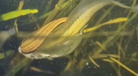 Voedingspoging van medicinale bloedzuiger op een larve (kikkervisje) van een knoflookpad. Stilstaand beeld uit een video van Mick Vos.