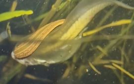 Voedingspoging van medicinale bloedzuiger op een larve (kikkervisje) van een knoflookpad. Stilstaand beeld uit een video van Mick Vos.