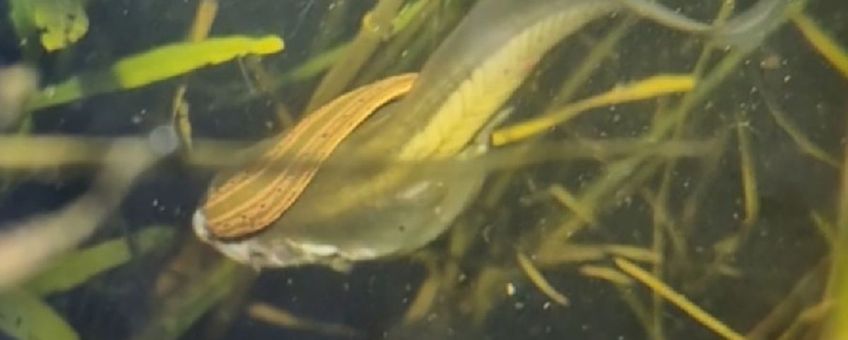Voedingspoging van medicinale bloedzuiger op een larve (kikkervisje) van een knoflookpad. Stilstaand beeld uit een video van Mick Vos.