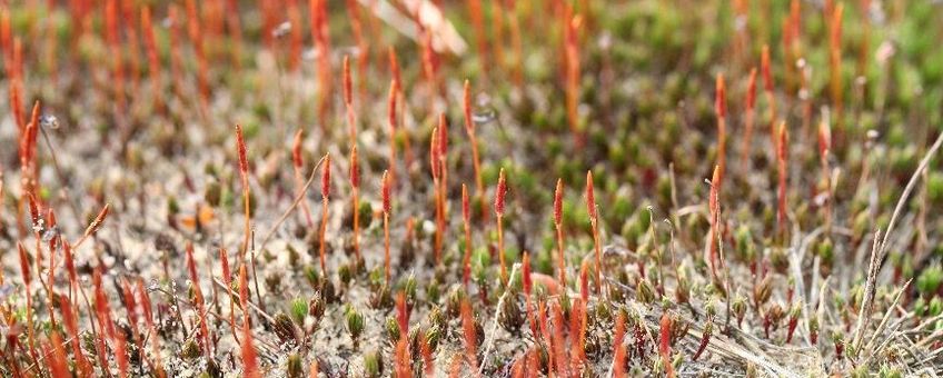 Ruig haarmos met rode sporenkapsels