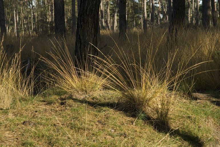 Het pijpenstrootje is goed te herkennen aan de pollen met lange sprieten