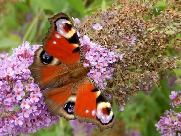 Voor deze dagpauwoog is uw tuin een kroeg, met de vlinderstruik als tapkast