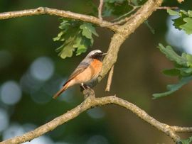 Phoenicurus phoenicurus. Gekraagde roodstaart, man