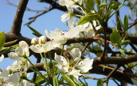 Pyrus communis. Gewone peer