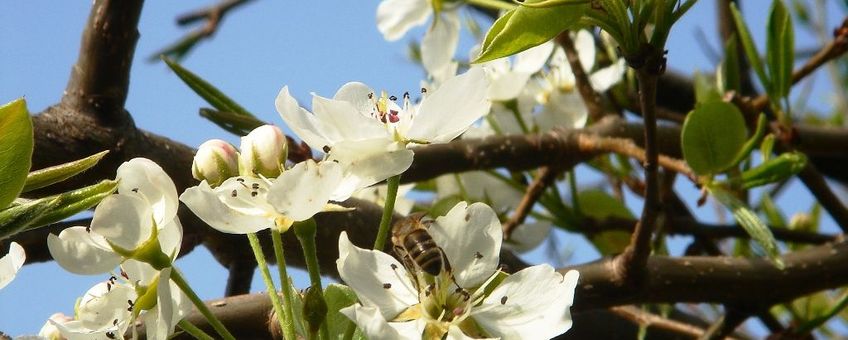 Pyrus communis. Gewone peer