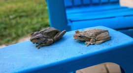 Cubaanse boomkikker (Osteopilus septentrionalis)