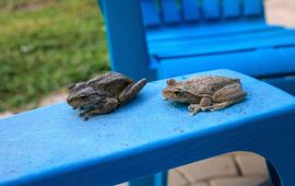 Shutterstock Cubaanse boomkikker (Osteopilus septentrionalis)