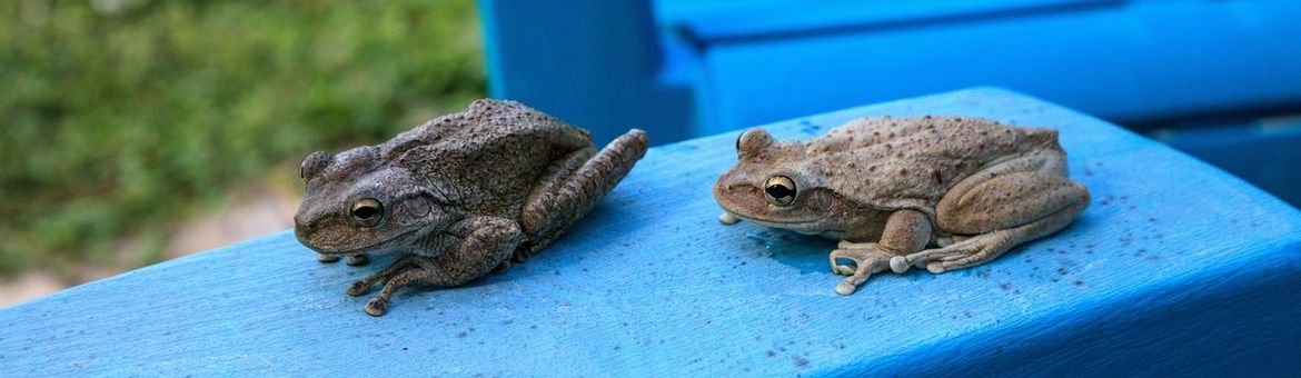 Cubaanse boomkikker (Osteopilus septentrionalis)