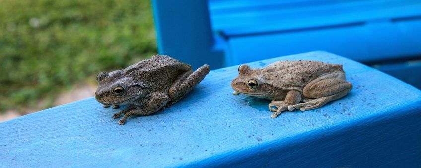 Cubaanse boomkikker (Osteopilus septentrionalis)