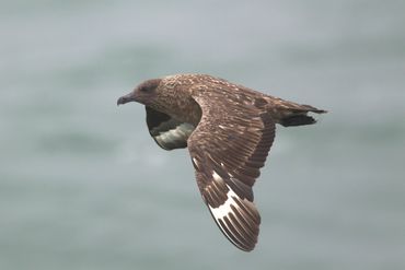 Volwassen grote jager voor de Noordzeekust