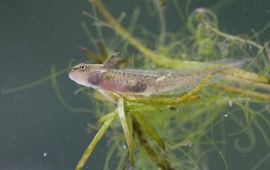 Luc Hoogenstein, Saxifraga Kleine watersalamander