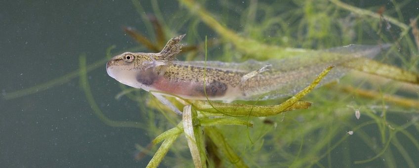 Kleine watersalamander