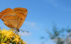 sleedoornpage blauwe lucht - primair