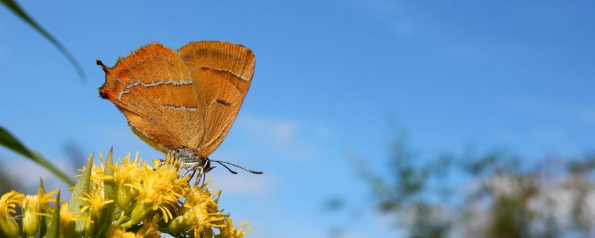 sleedoornpage blauwe lucht - primair