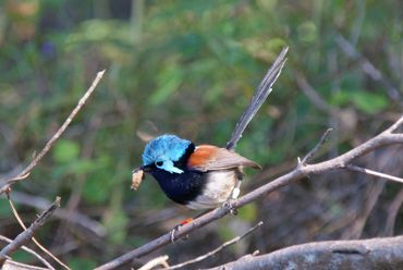 Red-winged fairy-wren male