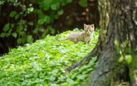 Wilde kat, kitten