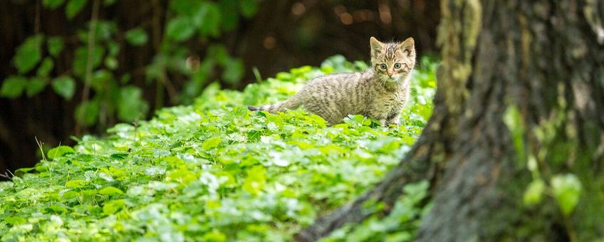 Wilde kat, kitten