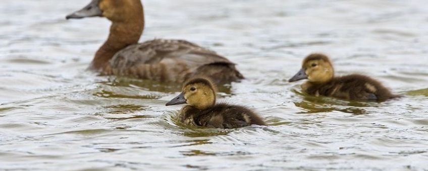 Vrouw tafeleend met jongen