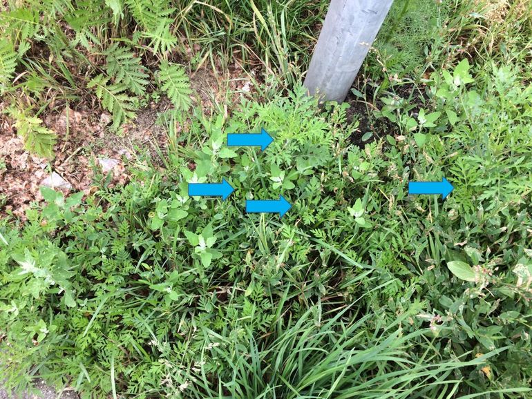 Tientallen ambrosiaplantjes in een berm. De blauwe pijlen wijzen enkele plantjes aan