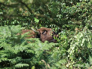 Wisent aan de snoei